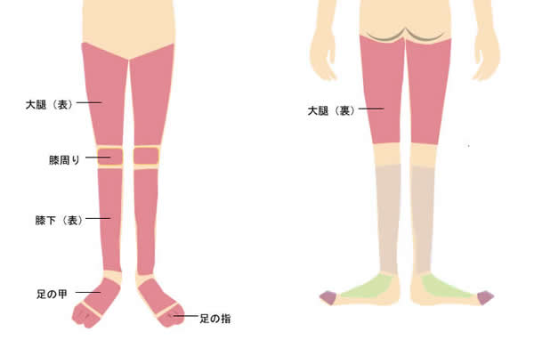両足脱毛プラン部位 正面図