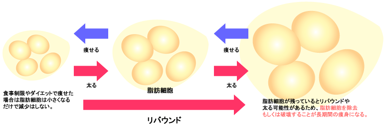 脂肪細胞