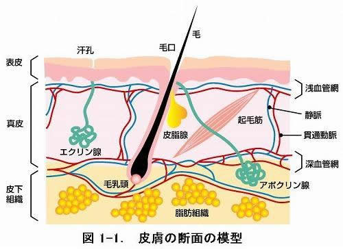 皮膚の断面の模型　図1－1