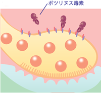 模式図3