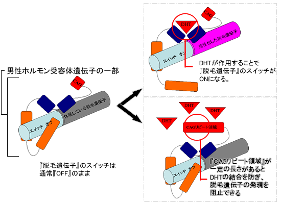 AGA作用機序