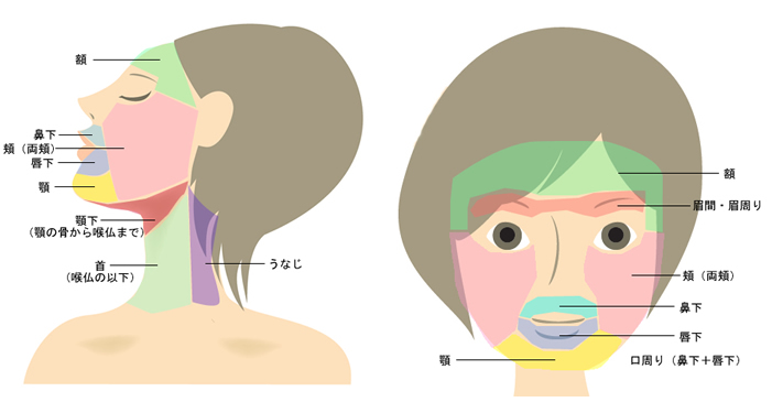 お顔周辺 部位 正面図