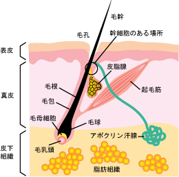 幹細胞のある場所